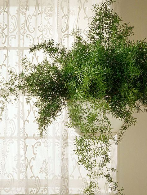 Asparagus fern Get detailed growing information on this plant and hundreds more in BHG's Plant Encyclopedia. Asparagus Fern Care, Ferns Care, Hanging Plants Diy, Asparagus Fern, Plants For Hanging Baskets, Hanging Plants Indoor, Fern Plant, Bathroom Plants, Herbaceous Perennials