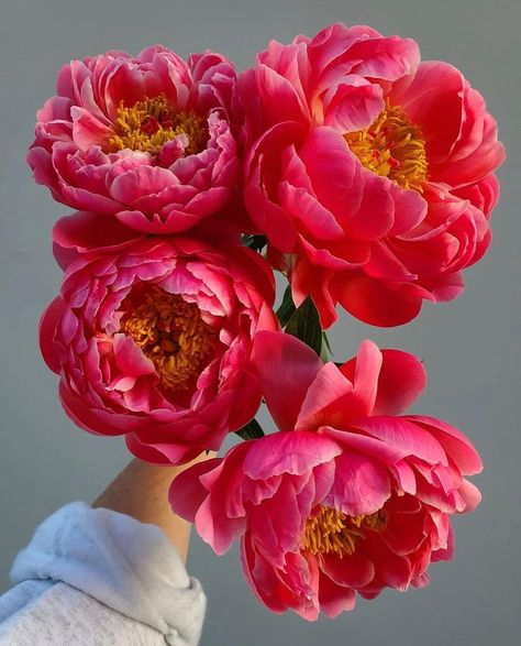 Mayesh Wholesale Florist on Instagram: “Let’s start the week off with everyone’s favorite… Brownie Tulips three ways! Frill, double & single… which do you prefer? 📸…” Coral Charm Peony, Red Peony, Flower Close Up, Peony Flowers, Language Of Flowers, Beautiful Bouquet Of Flowers, Dahlia Flower, Pretty Plants, Peony Flower