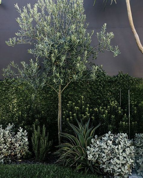 HARRISONS on Instagram: “Olive Tree underplanted with Kalanchoe Silver Spoon, Agave, Raphiolepsis Snow Maiden, Rosemary and Sticky Fig growing up the wall.” Fence Border Landscaping, Olive Trees Landscape, Border Landscaping, Olive Trees Garden, Fence Border, Australian Garden Design, Australian Native Garden, Front Garden Design, Australian Garden