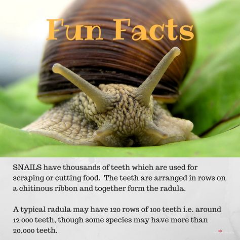 Snail Facts, Snails Recipe, Giant African Land Snails, Pet Snails, Snails In Garden, Pretty Animals, Nature Activities, Explore Nature, Pet Health