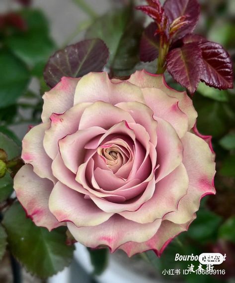 Bourbon Street, Bourbon, Roses, Patio, Patios