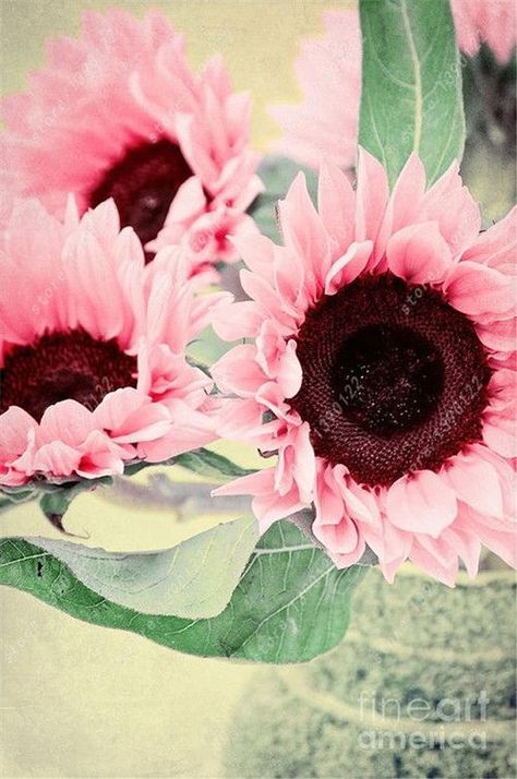 What You Need to Be Planting for the Summer Season Pink Sunflowers, Have Inspiration, Flower Gardens, Beautiful Blooms, Dream Garden, Ikebana, Love Flowers, My Flower, Pretty Flowers