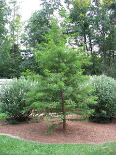 <strong>Bald Cypress Tree</strong> Bald Cypress Tree, Bald Cypress, Planting Ideas, Plants Decor, Cypress Trees, Companion Planting, Plant Decor, Planting, New Homes