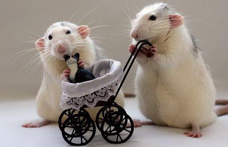 Funny Rats, Funny Mouse, Cute Rats, Pet Rats, Cute Mouse, Hamsters, Funny Animal Pictures, Animals Friends, Mice