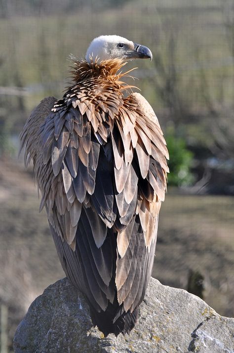 Griffon Vulture | Vale gier (Gyps fulvus) Dierenrijk, Nuenen… | Flickr Griffon Vulture, Leather Art, Birds Of Prey, Fantasy Artwork, Mythical Creatures, Animals Beautiful, Animals And Pets, The Netherlands, Netherlands