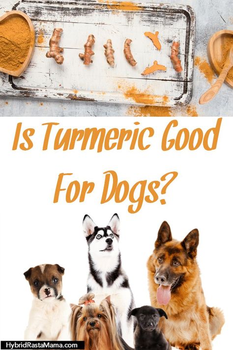 Looking to care for your pooch in the most holistic manner possible? You definitely want to learn more about using turmeric for dogs. This post outlines the benefits, how and when to use it, and much more! Check out Is Turmeric Good For Dogs from HybridRastaMama.com #dogs #naturalpethealth #turmericfordogs #turmericuses Turmeric For Dogs, Turmeric And Pepper, Turmeric Uses, Pet Remedies, Holistic Pet Care, Dog Medicine, Natural Pet Care, Dog Skin, Dog Supplements