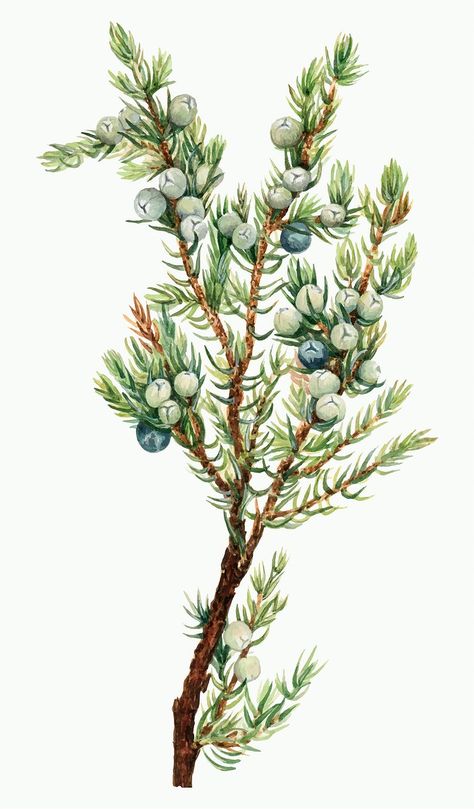 Christmas Botanicals, Illustration Nature, Botanical Tattoo, Juniper Berry, Illustration Watercolor, Hand Drawn Flowers, Scientific Illustration, Plant Illustration, Tattoo Inspo