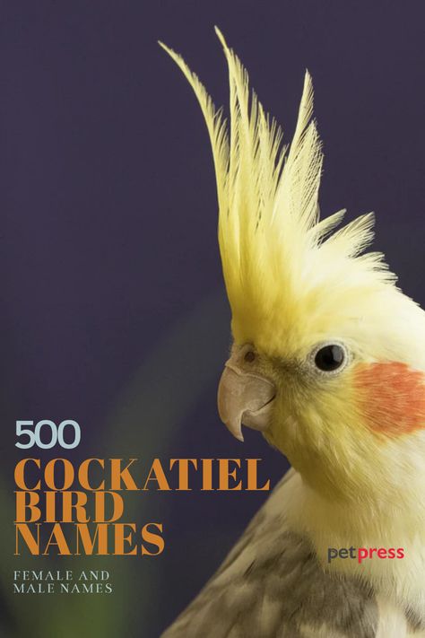 Cockatiel Names – The 300 Most Popular Names for Cockatiels | PetPress Bird Names, Cockatiel Bird, List Of Birds, The 300, Female Names, Cute Names, Pet Bird, Cute Birds, Petunias