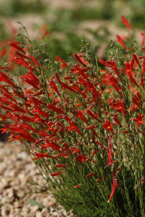 You will want to check out the plants we are sharing over the next few weeks. These are great waterwise and more readily available Plant Select® plants. HALF PINT® pineleaf penstemon (Penstemon pinifolius ‘Compactum’) is a compact penstemon and a waterwise delight from our 2022 introductions. Plant Select® #plantselect #HALFPINTpenstemon #penstemon #pineleafpenstemon #orangeblooms #redblooms #perennials #gardenlife #gardening #droughttolerantplants #waterwiseplants⁠ Pineleaf Penstemon, Water Wise Plants, Half Pint, Water Wise, Sun And Water, Drought Tolerant Plants, Types Of Soil, Plant Design, Types Of Plants