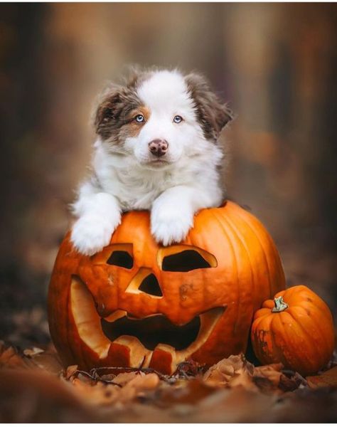 Puppy Photoshoot Ideas Fall, Halloween Puppy Photoshoot, Fall Puppy Photoshoot, Autumn Dog Photography, Dog Fall Photoshoot, Dog Halloween Photoshoot, Halloween Dog Photoshoot, Fall Dog Photoshoot, Fall Dog Photos