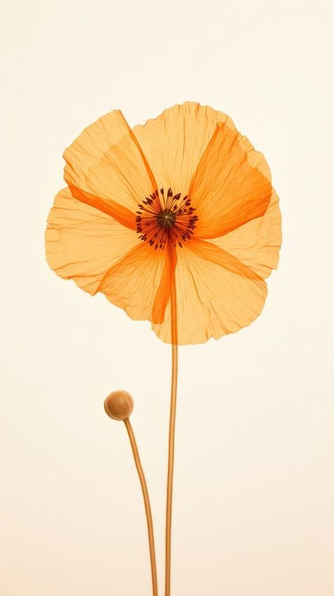 Real pressed poppy flower petal plant inflorescence. | premium image by rawpixel.com / Tang Desert Collage, Californian Poppy, Poppy Petals, Plant Aesthetic, Drawing Stuff, Beautiful Images Nature, Flower Petal, Digital Stickers, Flower Plant