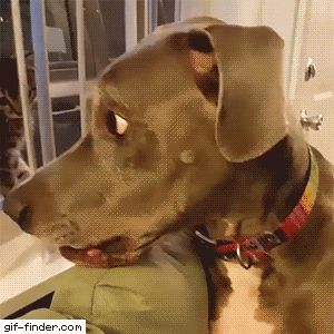 01-funny-gif-263-kitten-smack-dog-face.gif (300×300) Funny Dog Gif, Animal Gifs, Funny Animal Videos, Funny Cute, Puppy Love, Animals And Pets, Funny Dogs, Cute Puppies, Animal Pictures