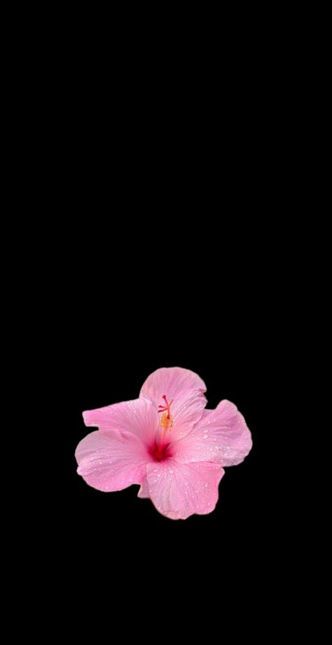 Cute Tiktok Wallpapers, Flower Wallpaper Pink Aesthetic, Hubiskis Flower Wallpaper, Tiktok Flower Wallpaper Trend, Hisbusic Flower Wallpaper, Hibiscus Wallpaper Black Background, Iphone Pink Wallpaper Aesthetic, Matching Flower Wallpaper, Flower Wallpaper Black Backgrounds