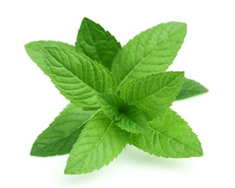 Mint Mint Leaves Benefits, Quick Hair Growth, Mint Seeds, Chinese Herbs, Survival Gardening, Perennial Herbs, Peppermint Leaves, Healing Herbs, Natural Herbs