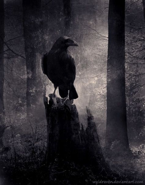 Ravens and Crows In The Woods, Black Bird, Night Time, A Tree, A Black, At Night, Black