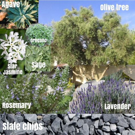 Olive Tree Flower Bed, Olive Tree And Palm Tree Landscape, California Trees Landscaping, Citrus Tree Landscaping, Medeteranian Landscape, Front Yard Mediterranean Landscaping, Meditteranean Landscaping, Mediterranean Flower Beds, Mediterranean Rock Garden