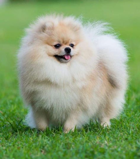 Toy Pomeranian, Pomeranian Breed, Cute Pomeranian, Puppies And Kitties, Pomeranian Dog, Dog Activities, Cute Animal Photos, Animal Photo, New Puppy