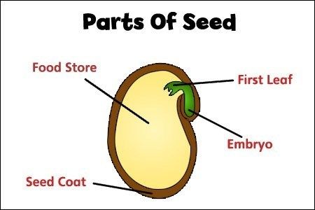 parts-of-seed - kids science experiment Parts Of A Seed, Kids Science Experiment, March Lessons, Plant Lessons, Science Experiments Kids Easy, Human Respiratory System, Kindergarten Assessment, Montessori Toddler Activities, Nature School