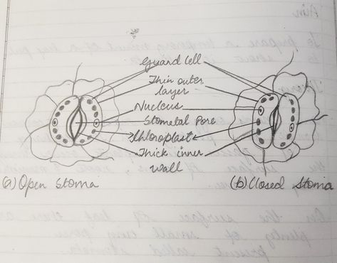 Stomata Diagram, Study Related, Iphone Wallpaper Hd Nature, Question Paper, Study Tips, Iphone Wallpaper, Iphone, Quick Saves, Nature