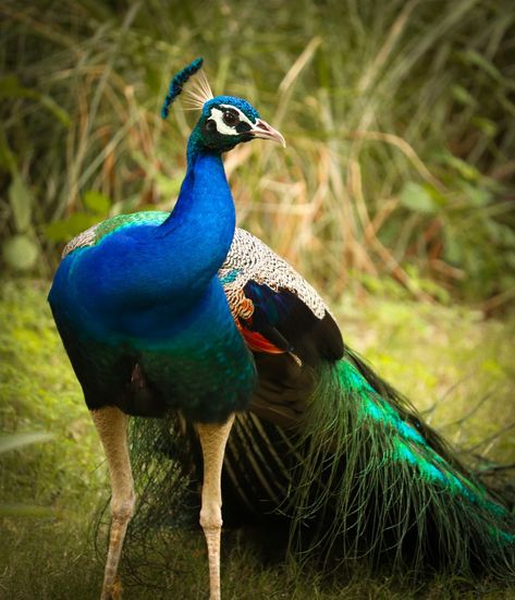 Indian Peafowl, Peacock Beautiful, Canon 200d, Sculpture Art Projects, Photo Art Gallery, Diy Canvas Art Painting, Peacock Feathers, Peacocks, Diy Canvas Art