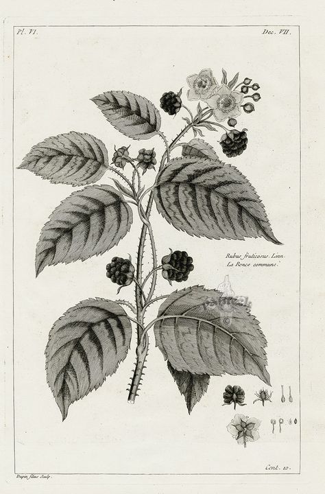 Blackberry, Rubus fruticosus from Natural History Art, Botanical, Fruit, Citrus, Antique Prints, 18th Century Buchoz Blackberry Tattoo, Chinese Drawings, Copper Engraving, History Art, Exotic Fashion, Exotic Fruit, Us Images, Antique Prints, Drawing Techniques