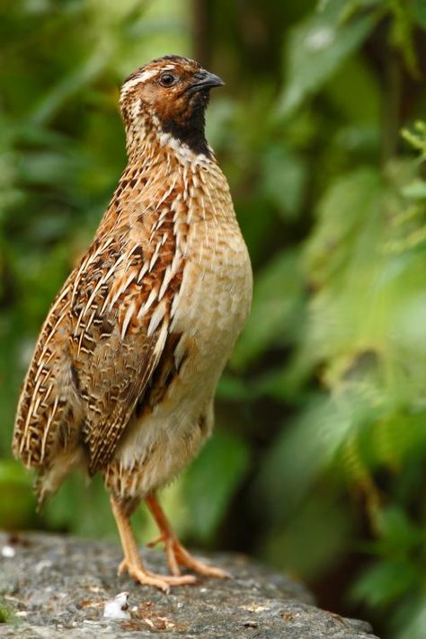 Coturnix quail breed for homesteading Quail Breeds, Coturnix Quail, Button Quail, Quail Coop, Wild Chicken, Raising Quail, Bird Hunter, Quails, Bird Care