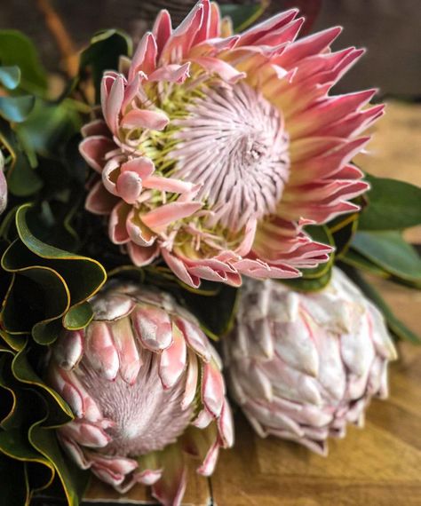 Diana Roy’s Instagram post: “Still feeling those majestic vibes... can’t promise this will be the last King post this season. We have taken so many beautiful photos of…” Protea Art, Tropical Africa, Flower Inspiration, Honey Pot, Beautiful Photo, Flowers Bouquet, Nature Inspiration, The Incredibles, Instagram Post