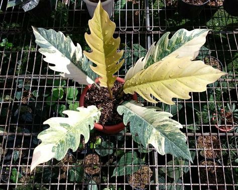 Philodendron Caramel Marble, Philodendron Caramel, Tropical Landscape Design, Tropical Landscape, Variegated Plants, Tropical Landscaping, Plant Mom, Plant Collection, Indoor Plants