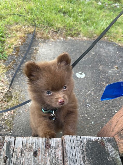 Chocolate pomeranian puppy Brown Puppy, Brown Pomeranian Puppy, Pomenarian Puppy, Brown Pomeranian, Chocolate Merle Pomeranian, Teddy Bear Pomeranian, Chocolate Pomeranian, Beige Pomeranian, Baby Bear Cub