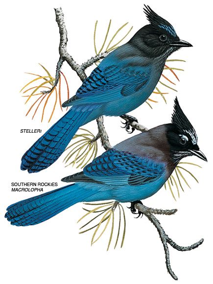 stellar's jay illustration Stellar Jay Painting, Stellar Jay Drawing, Stellers Jay Tattoo, Stellars Jay Tattoo, Stellar Jay Tattoo, Stellars Jay, Steller Jay, Jay Illustration, Stellers Jay