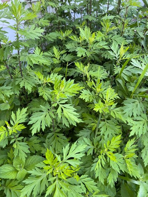 ✨MUGWORT MAGIC ✨ A dear friend gave me several armfuls of Mugwort from her garden last year to dry and use in herbal medicine making. I dried bunches and bunches of it and hung them from the kitchen rafters. I made smudge sticks with some of it and still have a few bunches that I'll be adding to Midsummer/Solstice/Litha boxes. As all the plants came back to life this Spring I wished I had a patch of my own but hadn't come across plants anywhere. (Mugwort is viewed as a weed by many peopl... Mugwort Plant, Midsummer Solstice, Ancient Woodland, Witchy Garden, Herbal Magic, Botanical Collection, Smudge Sticks, Back To Life, Herbal Medicine