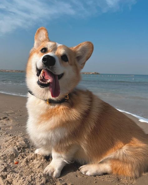 Corgi Aesthetic, Corgi Cute, Cute Corgi Puppy, Corgi Pictures, Welsh Corgi Puppies, Dog Heaven, Corgi Pembroke, Pretty Dogs, Corgi Puppy