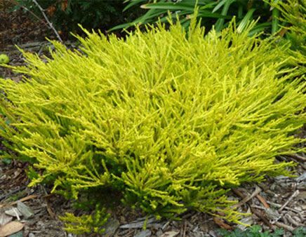 Breath Of Heaven Plant, Dry Riverbed Landscaping, Breath Of Heaven, Micro Climate, Front Yard Plants, Drought Tolerant Landscape, Backyard Plants, Best Plants, Landscape Plans