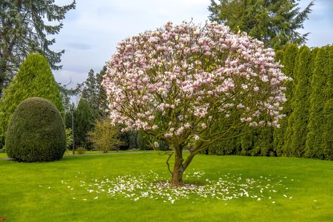 Everything You Need to Know About Jane Magnolia Trees - This Old House Jane Magnolia Tree, Jane Magnolia, Purple Flowering Tree, Magnolia Stellata, Slate Patio, Magnolia Tree, Organic Mulch, Organic Compost, This Old House