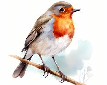 Watercolor Robin bird clipart illustration Robins Illustration, Robin Images, Robin Cartoon, Robin Painting, Robin Birds, Bird Watercolor Art, Social Medi, Watercolor Birds, Bird Clipart