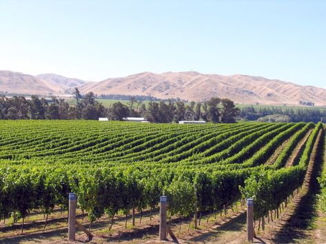 Grape Orchard, Landscaping Images, Urban Planning, Zen Garden, Tuscany, Grapefruit, Photo Image, Grapes, New Zealand