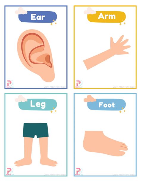 Body Parts Flashcards Printable Free Body Parts Chart For Kids, My Body Parts For Kids, Body Parts For Kids Free Printable, Parts Of Body Worksheet For Kindergarten, Body Parts Worksheet, Food Flashcards Free Printable, Body Parts Flashcards, Body Parts Flashcards Free Printable, Picture Of Body Parts