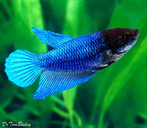 Blue female betta. Female Betta Fish, Betta Breeding, Types Of Betta Fish, Male Betta Fish, Female Betta, Breeding Betta Fish, Betta Fish Types, Rare Fish, Pretty Fish