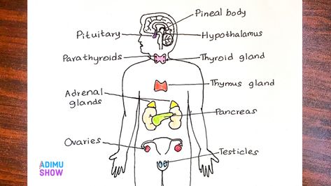 Endocrine system Endocrine Glands Drawing, Endocrine System Drawing, Endocrine System Diagram, Endocrine Glands, Biology Diagrams, Science Diagrams, The Endocrine System, Easy Step By Step Drawing, Study Stuff