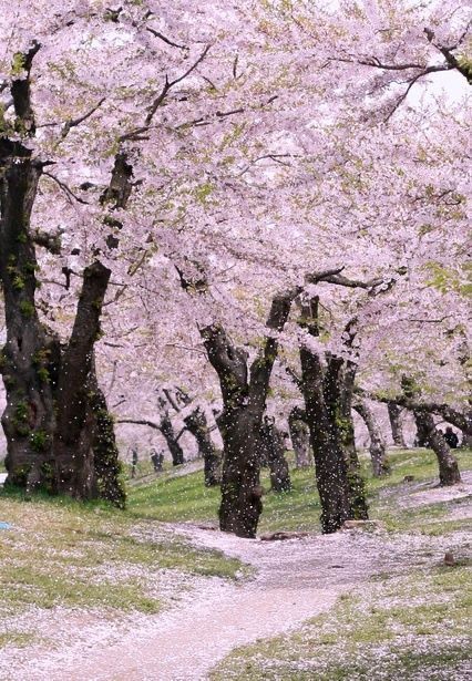 Hokkaido Japan, Cherry Blossom Season, Sakura Tree, Cherry Blossom Tree, Blossom Trees, Flowering Trees, Blossom Flower, Beautiful Tree, Fantasy Landscape