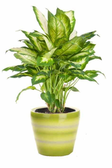 Dieffenbachia prefers a medium- to low-light area. Allow it to dry between waterings. Indoor Trees Low Light, Big House Plants, Indoor Plants For Low Light, Plants For Low Light, Big Indoor Plants, Plants For Indoors, Plants Low Light, Low Light House Plants, Indoor Plants Low Light