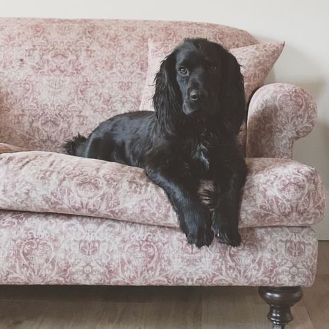 Just look at that face 🐶 If, like us, you have dogs and cats, you’re going to be sharing your sofa with them. There’s nothing like a warm cuddle with your pet at the end of a stressful day. We have a whole range of cat and dog-friendly sofas and fabrics for your home. In all our sofa stores, we understand the importance of family and pet-friendly fabrics because understanding our customers’ is what we do best 💙 📸: thelittlepinkcottage_ Handmade Sofas, Hampton Sofa, Sofa Fabric Upholstery, Stressful Day, Bespoke Sofas, Sofa Handmade, Blue Pictures, Sofa Upholstery, Sofa Shop