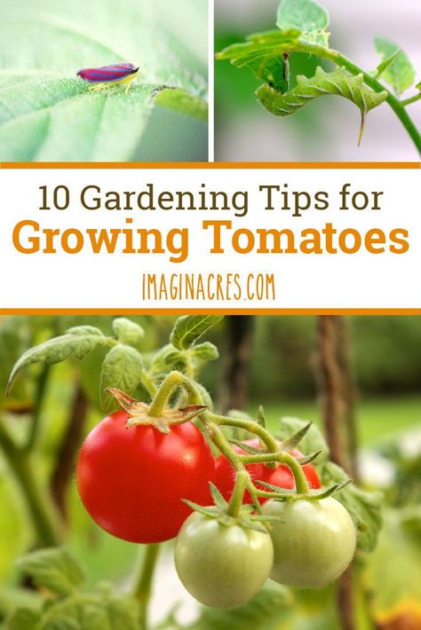 Container Farming, Tips For Growing Tomatoes, Gardening For Dummies, Big Tomato, Tomato Seedlings, Canning Tomatoes, Organic Gardening Tips, Growing Tomatoes, Tomato Plants