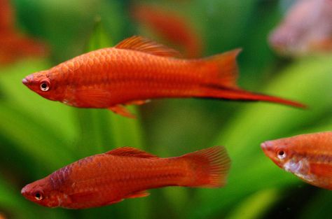 Swordtail Fish, Fish Information, Ikan Air Tawar, Saltwater Aquarium Fish, Tropical Fish Aquarium, Tropical Freshwater Fish, Fish Breeding, Salt Water Fish, Freshwater Aquarium Fish