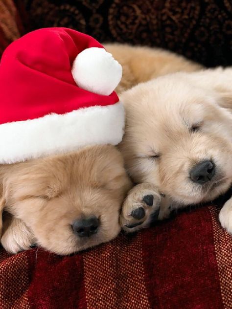 Santas helpers Puppies Cutest, Aussie Puppy, Christmas Puppies, Puppy Videos, Puppy Funny, Puppy Wallpaper, Dogs Lover, Pitbull Puppy, Shepherd Puppy