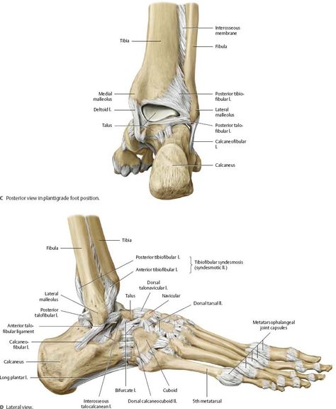 Ankle Anatomy, Human Body Vocabulary, Joints Anatomy, Human Skeleton Anatomy, Leg Anatomy, Foot Anatomy, Anatomy Bones, Gross Anatomy, Skeleton Anatomy