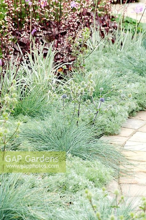 Heuchera and Festuca glauca 'Intense Blue' mixed with Artemisia schmidtiana and Eryngium x tripartitum - LOROS Hospice Garden of Light and Reflection, Silver Medal Winner, RHS Hampton Court Flower Show 2011 Festuca Glauca Intense Blue, Festuca Glauca, Garden Of Lights, Hampton Court Flower Show, Garden Inspo, Plant Photography, Flower Show, Yard Landscaping, Garden Plants