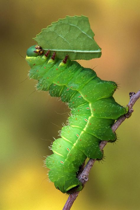 Caterpillar Art, Leg Anatomy, Left Arm Tattoos, Moth Caterpillar, Nature Art Prints, Old Tattoos, Beautiful Bugs, Global Network, Luna Moth