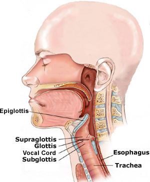 larynx Throat Anatomy, Medical Illustrations, Human Anatomy And Physiology, Medical Anatomy, Body Anatomy, Health Knowledge, Medical Illustration, Anatomy And Physiology, Human Anatomy