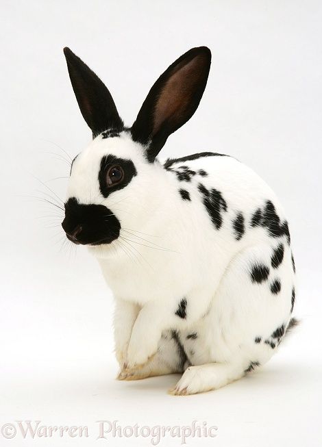 Photograph of Purebred English Spotted rabbit. Rights managed white background image. Spotted Rabbit, English Spot Rabbit, Rabbit Warren, Rabbit Breeds, Selective Breeding, Bunny Pictures, Bunny Rabbit, Rabbits, Character Concept